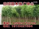绿化苗木品种 (53播放)